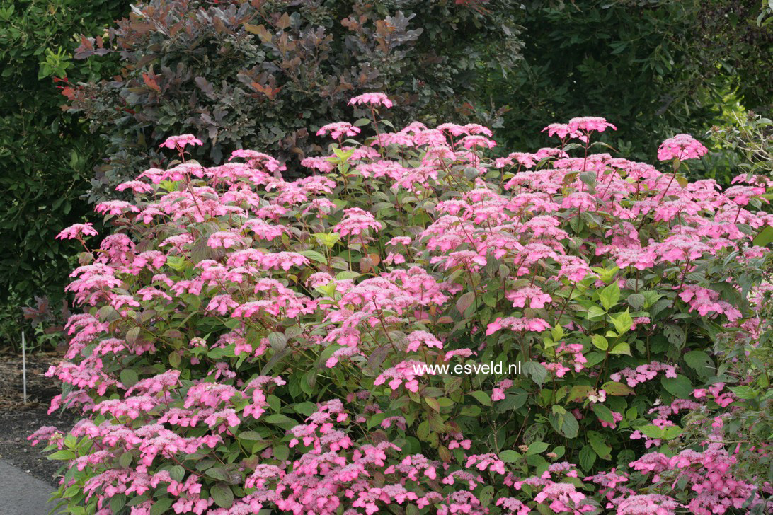Hydrangea serrata 'Dolmyf' (AVELROZ)