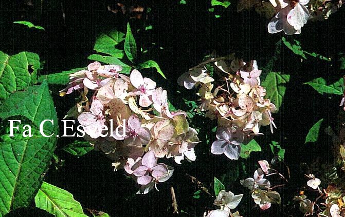 Hydrangea serrata 'Iyo-temari'