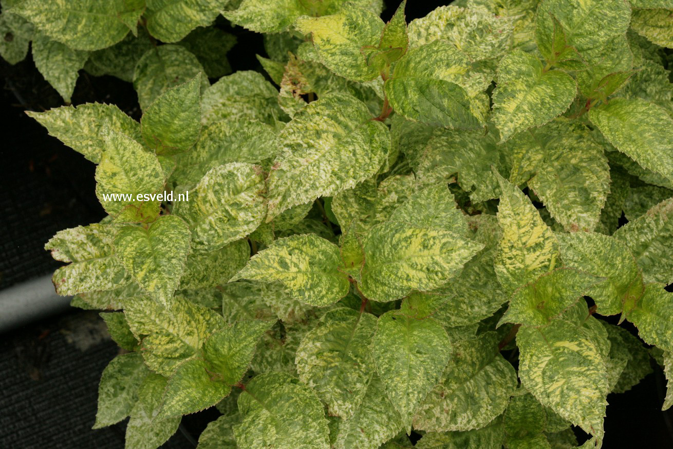 Hydrangea serrata 'Kokonoe-yama'