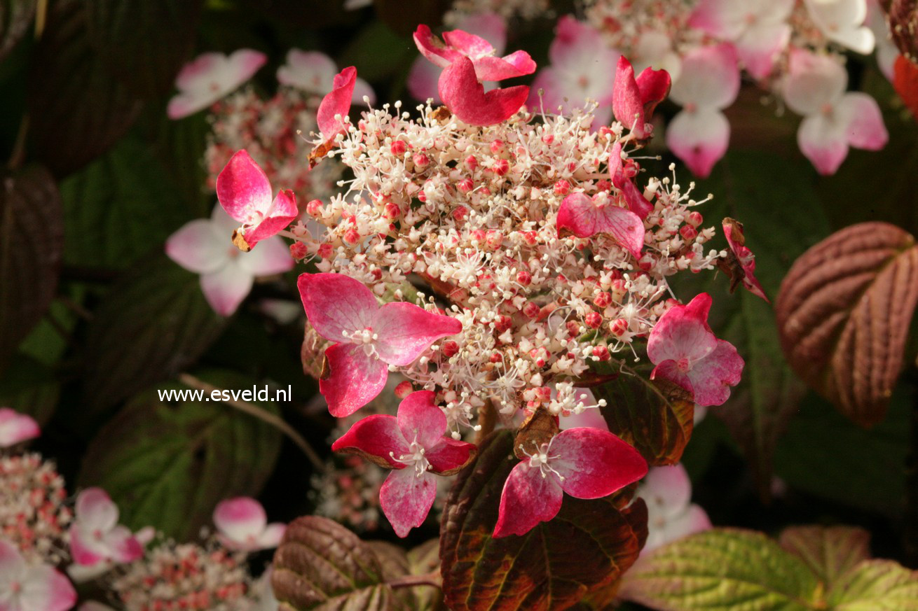 Hydrangea serrata 'Kurenai-nishiki'