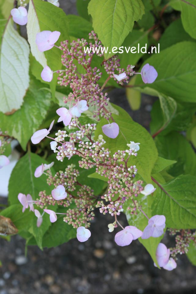 Hydrangea serrata 'Matsu-hime-nishiki'