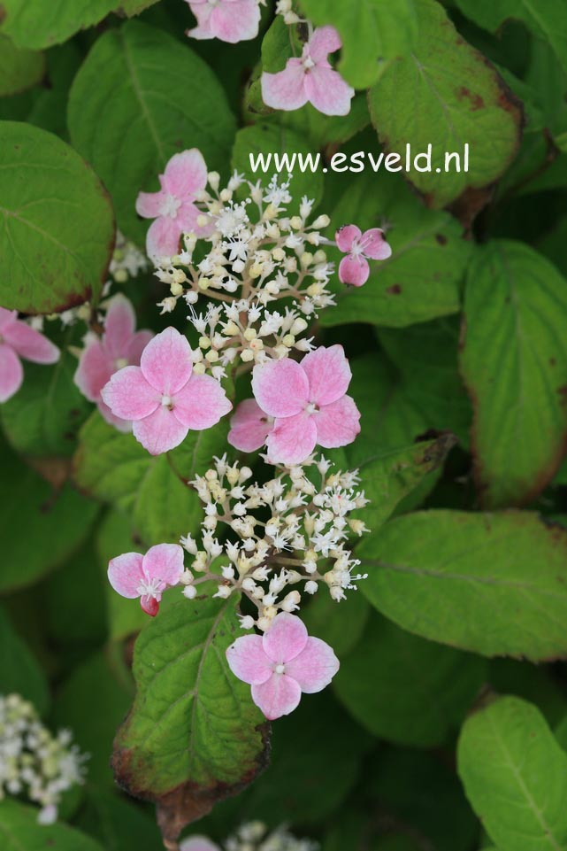 Hydrangea serrata 'Momoiro-yama-ajisai'