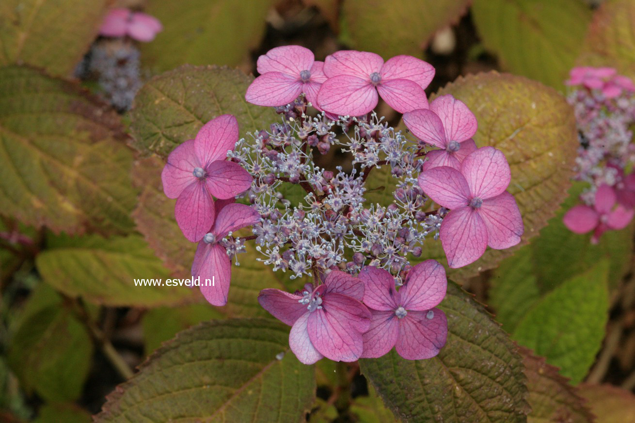 Hydrangea serrata 'Murasaki-kobai'