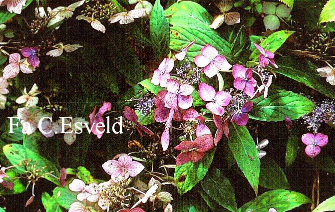 Hydrangea serrata 'Niji'