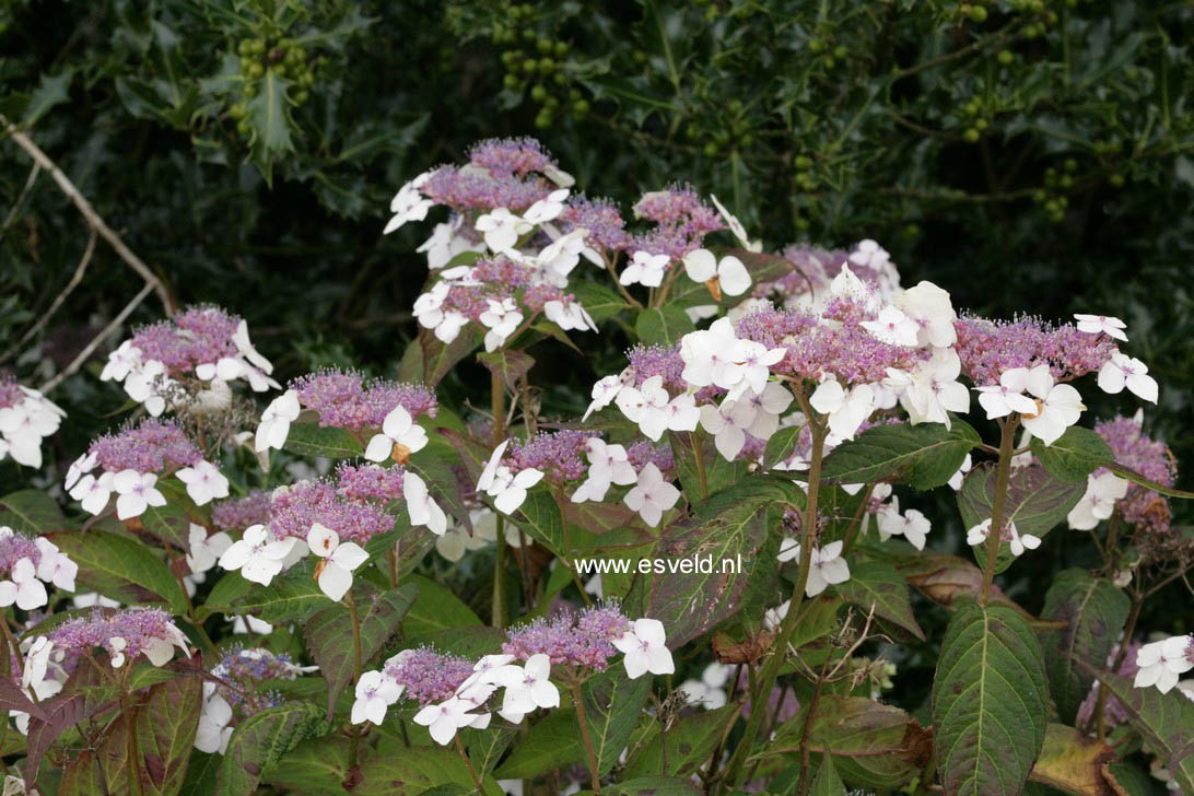 Hydrangea serrata 'Odoriko-amacha'