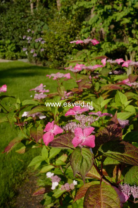 Hydrangea serrata 'Santiago'
