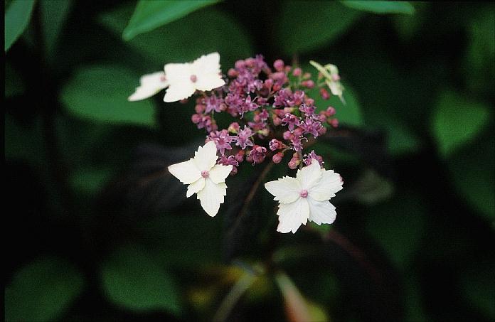Hydrangea serrata 'Sapphirine'