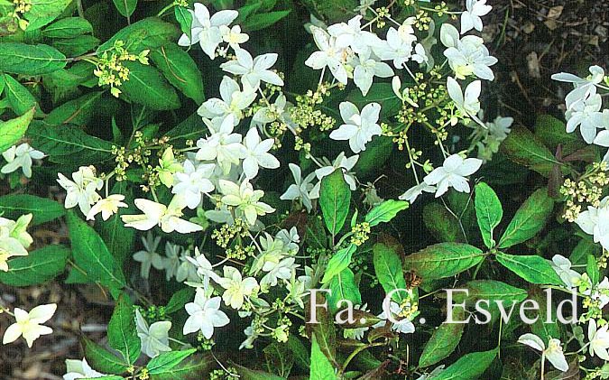 Hydrangea serrata 'Shiro-tae'