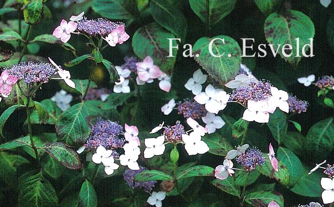 Hydrangea serrata acuminata