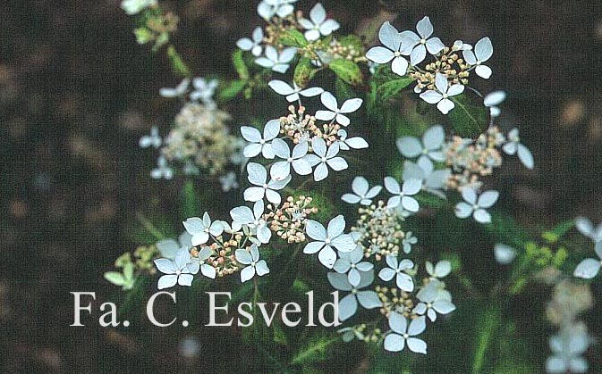 Hydrangea serrata var. angustata