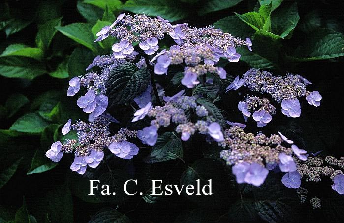 Hydrangea serrata yesoensis