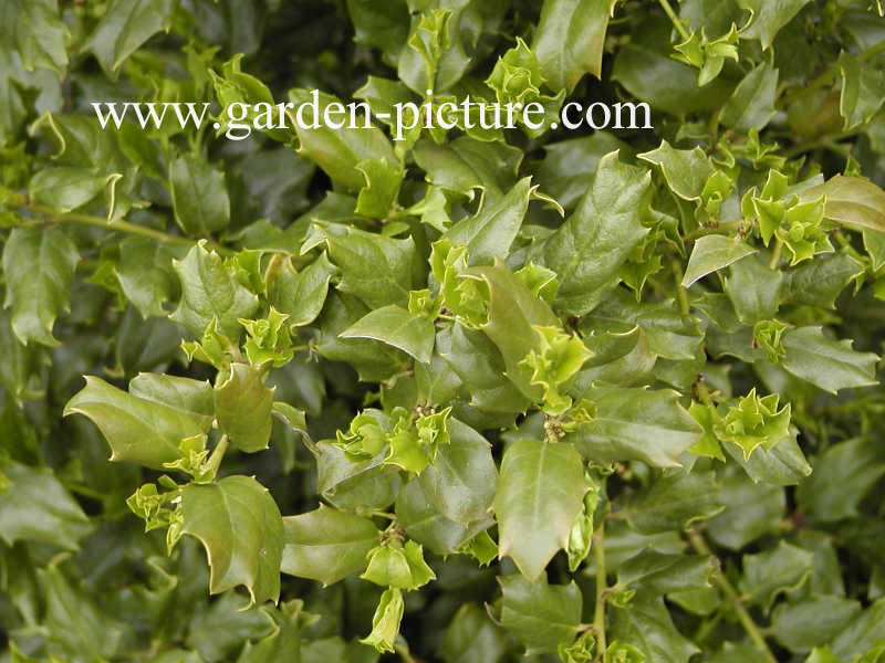 Ilex 'Chinese Girl'
