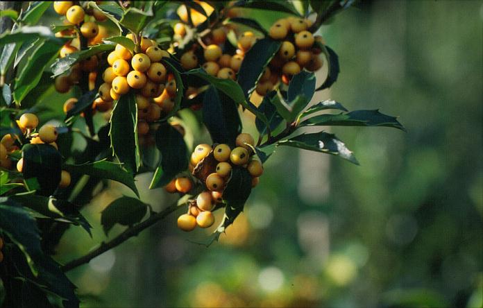 Ilex 'Cousin'