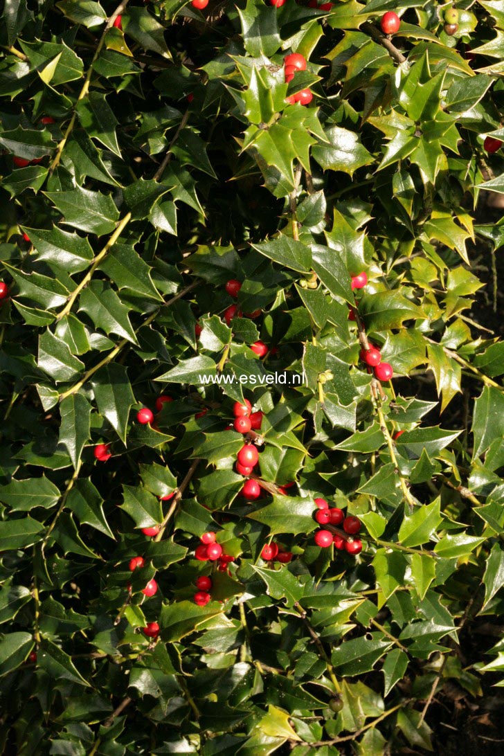 Ilex 'Dr. Hu'