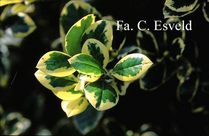 Ilex altaclerensis 'Howick'