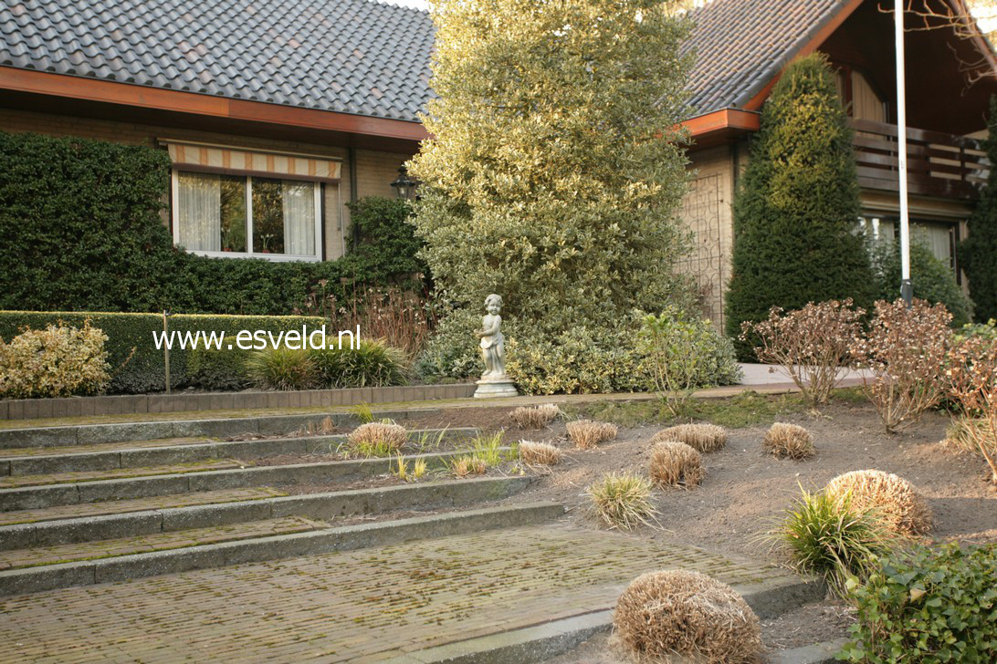 Ilex aquifolium 'Argentea Marginata'