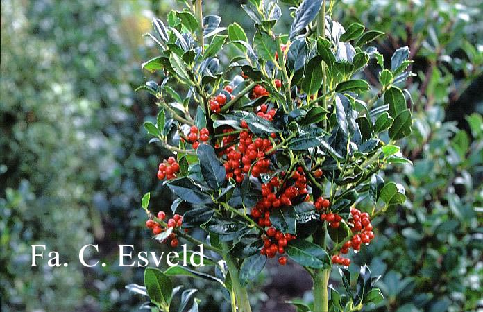 Ilex aquifolium 'Berlicum Beauty'