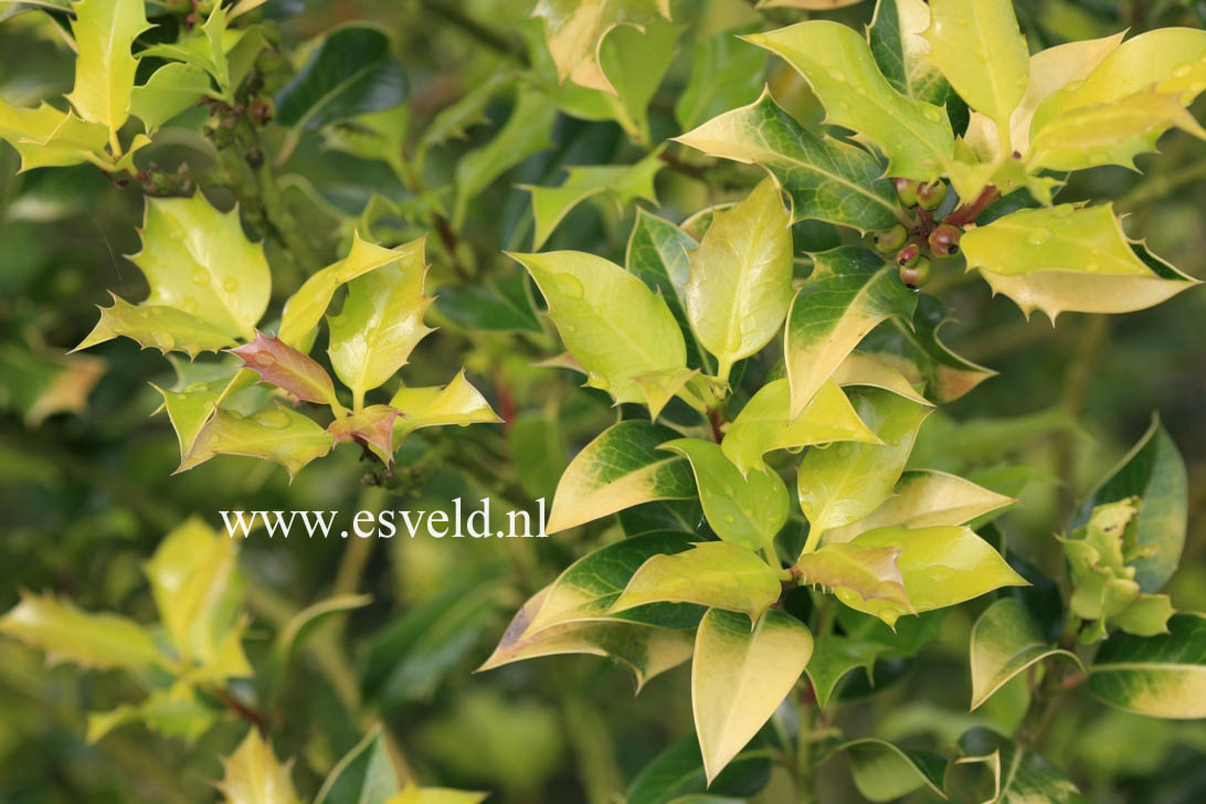 Ilex aquifolium 'Flavescens'