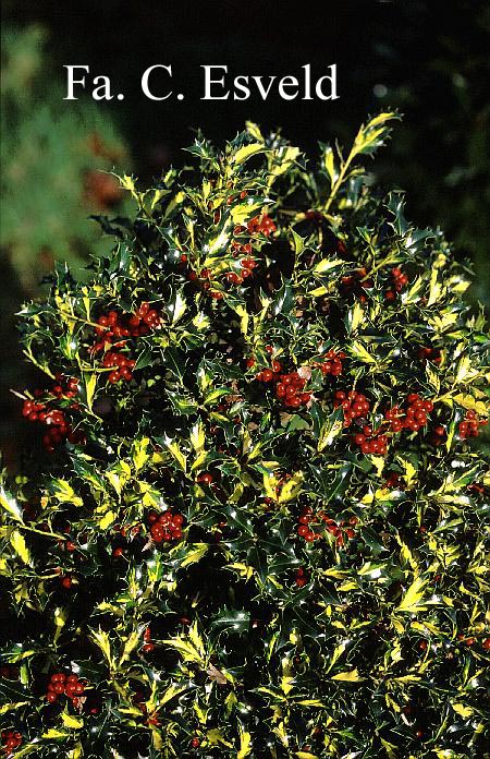 Ilex aquifolium 'Golden Milkmaid'