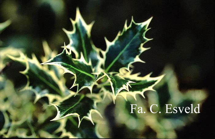 Ilex aquifolium 'Grandis'