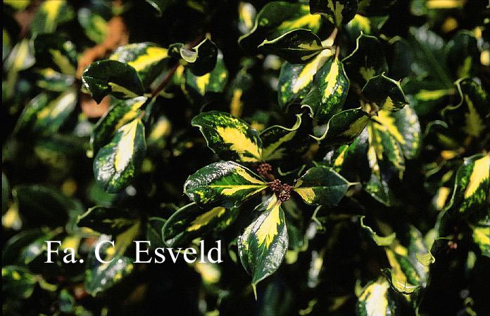 Ilex aquifolium 'Scotica Aureomaculata'