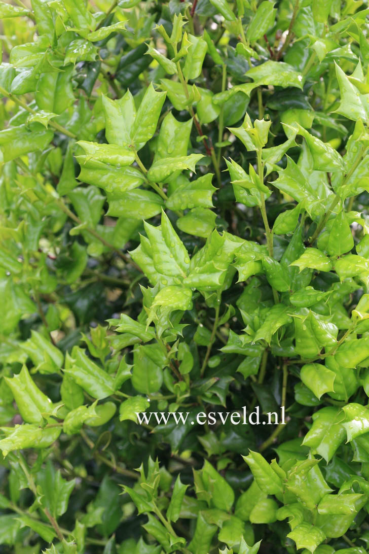 Ilex cornuta 'Hitchcock'