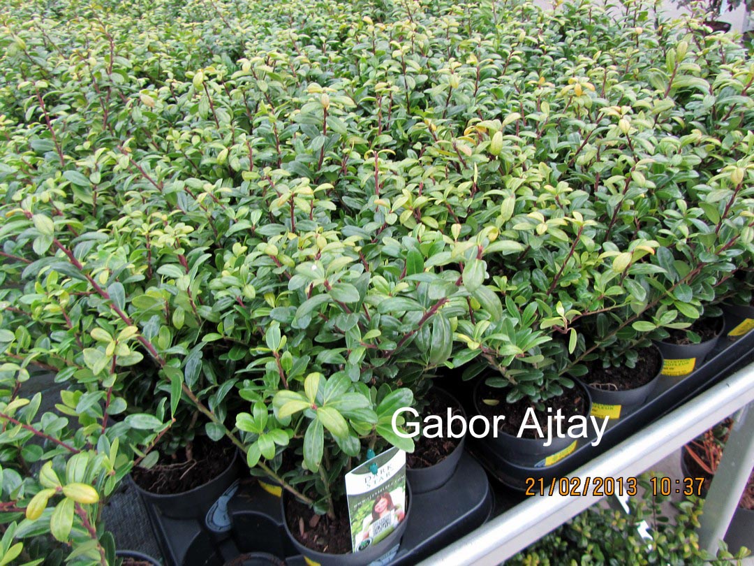 Ilex crenata 'Icoprins11' (DARK GREEN)