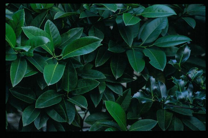 Ilex latifolia