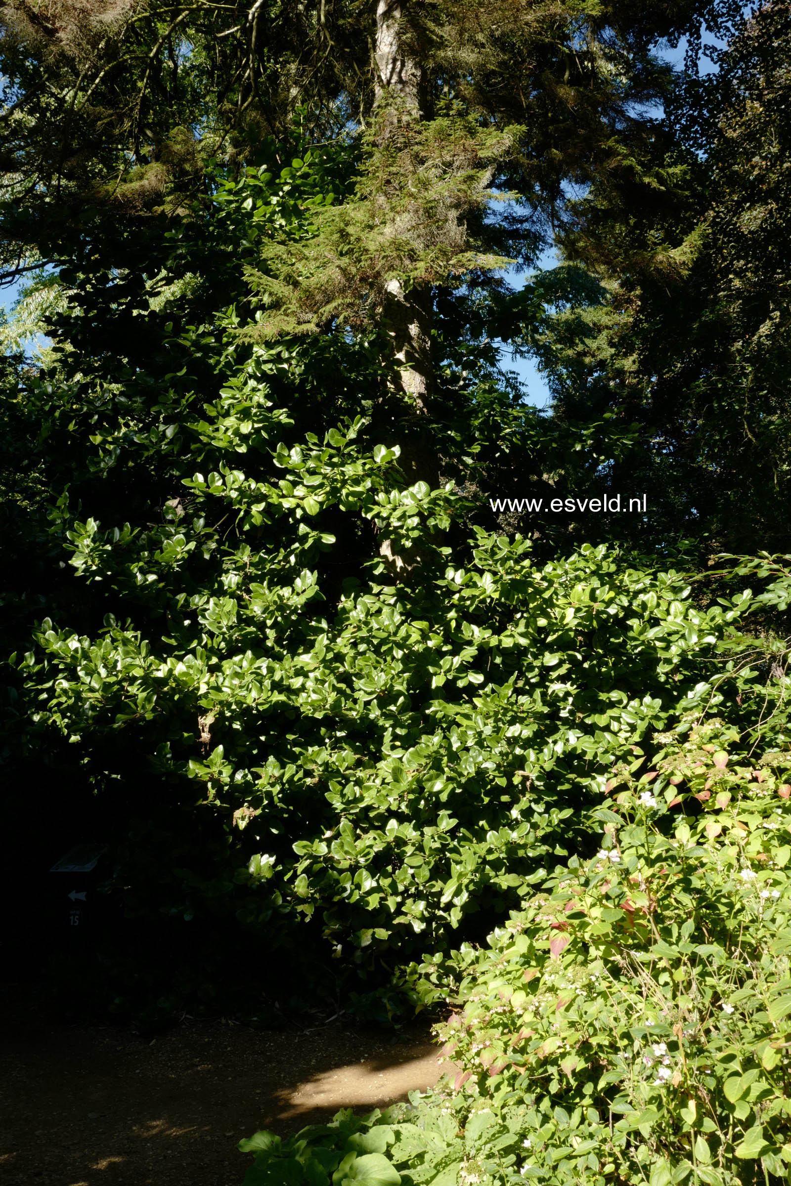 Ilex perado ssp. platyphylla