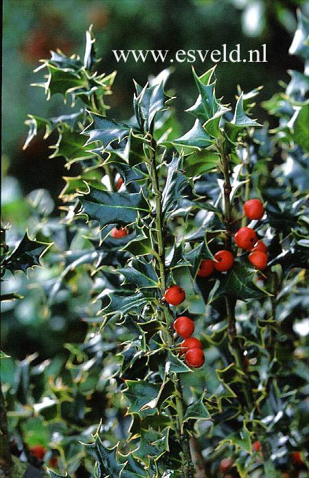 Ilex spinigera