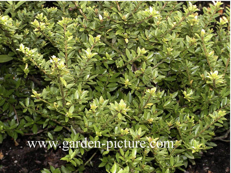 Ilex yunnanensis