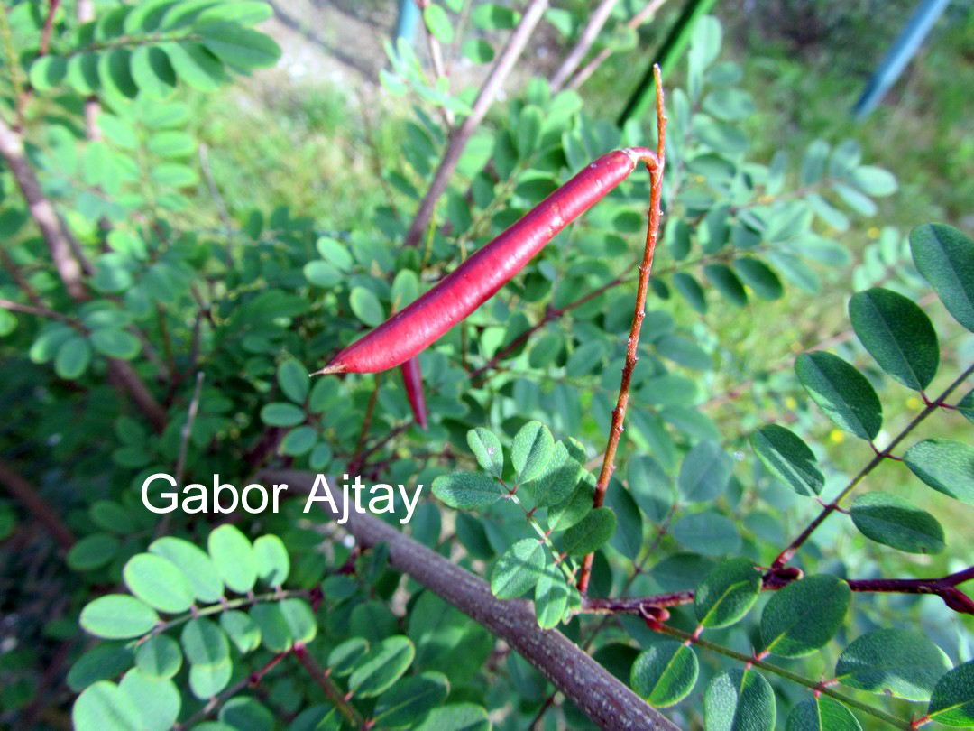 Indigofera himalayensis 'Silk Road'
