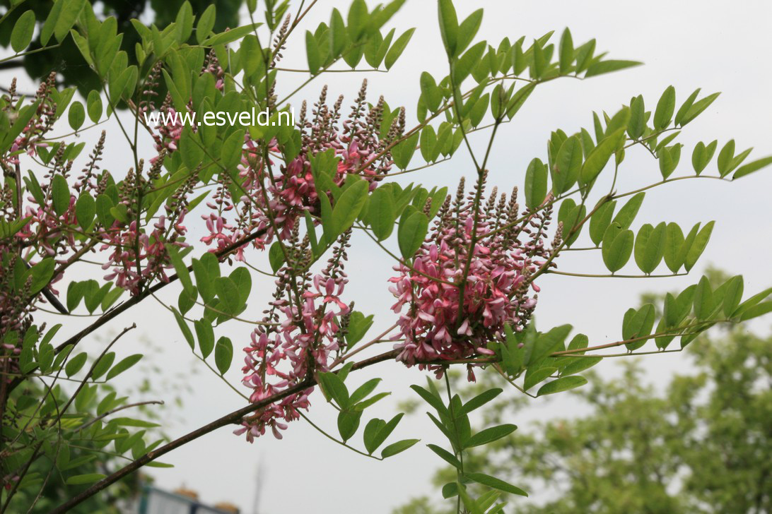 Indigofera kirilowii