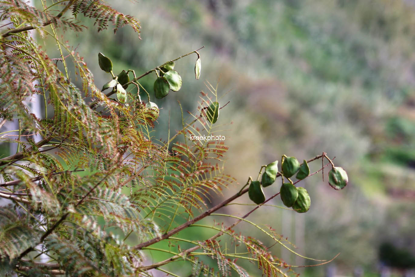 Jacaranda mimosifolia