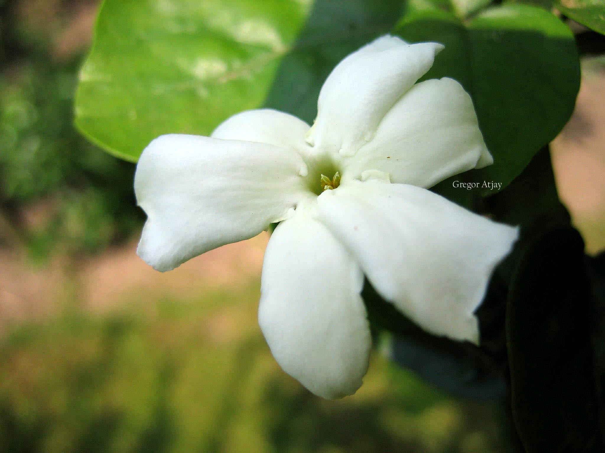 Jasminum sambac