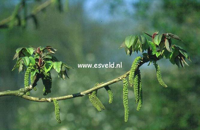 Juglans cinerea