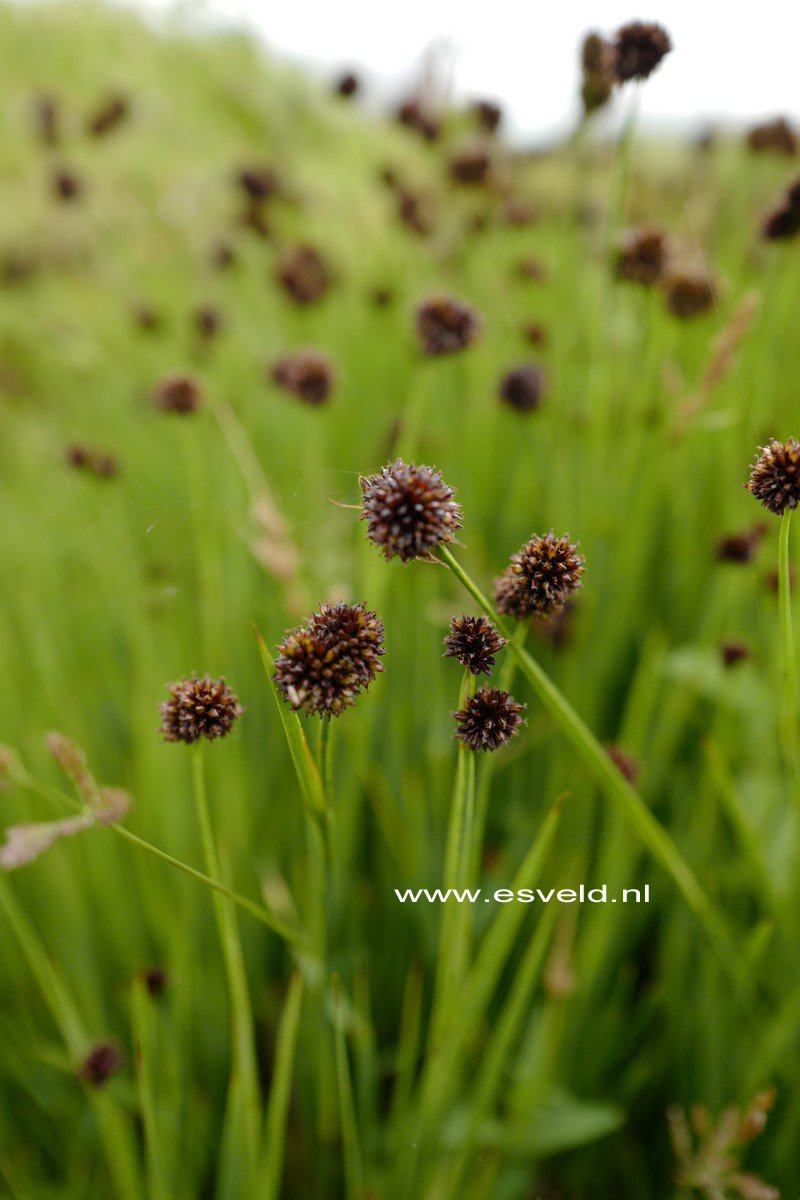 Juncus ensifolius