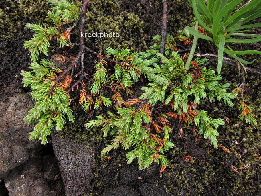 Juniperus communis