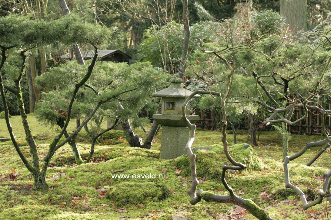 Juniperus pfitzeriana 'Wilhelm Pfitzer'