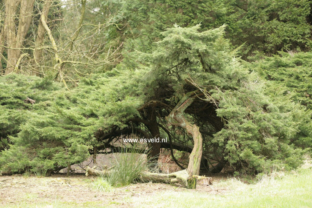 Juniperus pfitzeriana