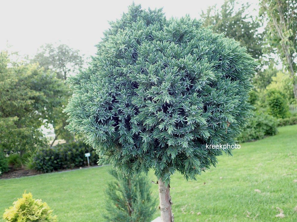 Juniperus squamata 'Blue Star'