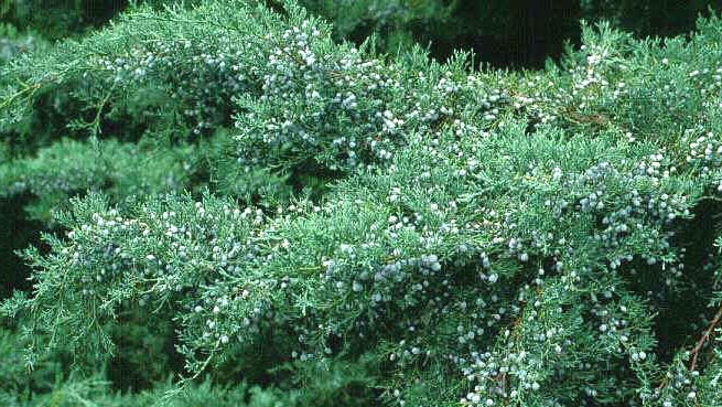 Juniperus virginiana 'Grey Owl'