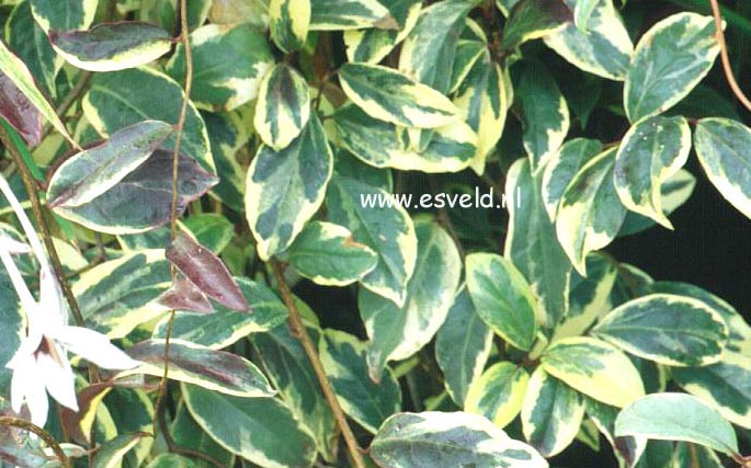 Kadsura japonica 'Fukurin'