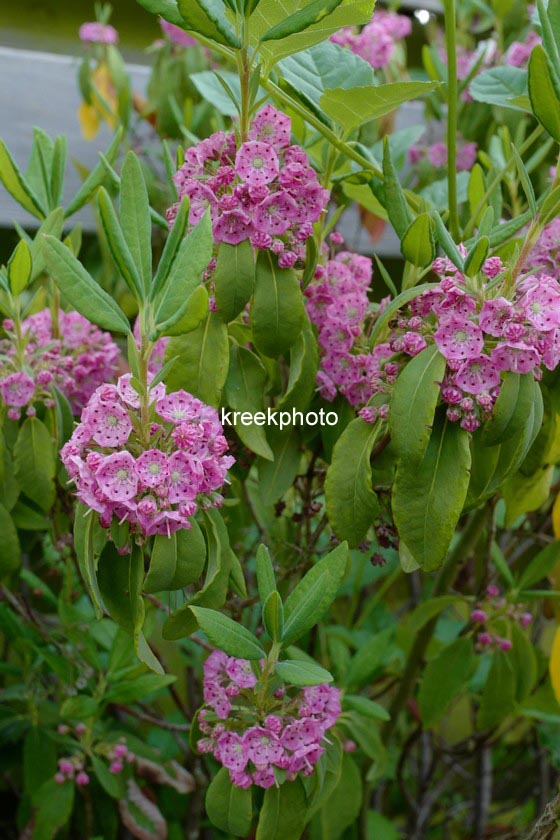 Kalmia angustifolia 'Compacta'