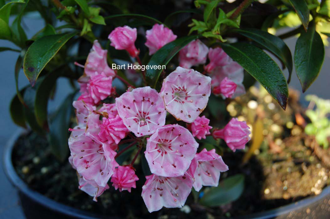Kalmia latifolia 'Myrtifolia'