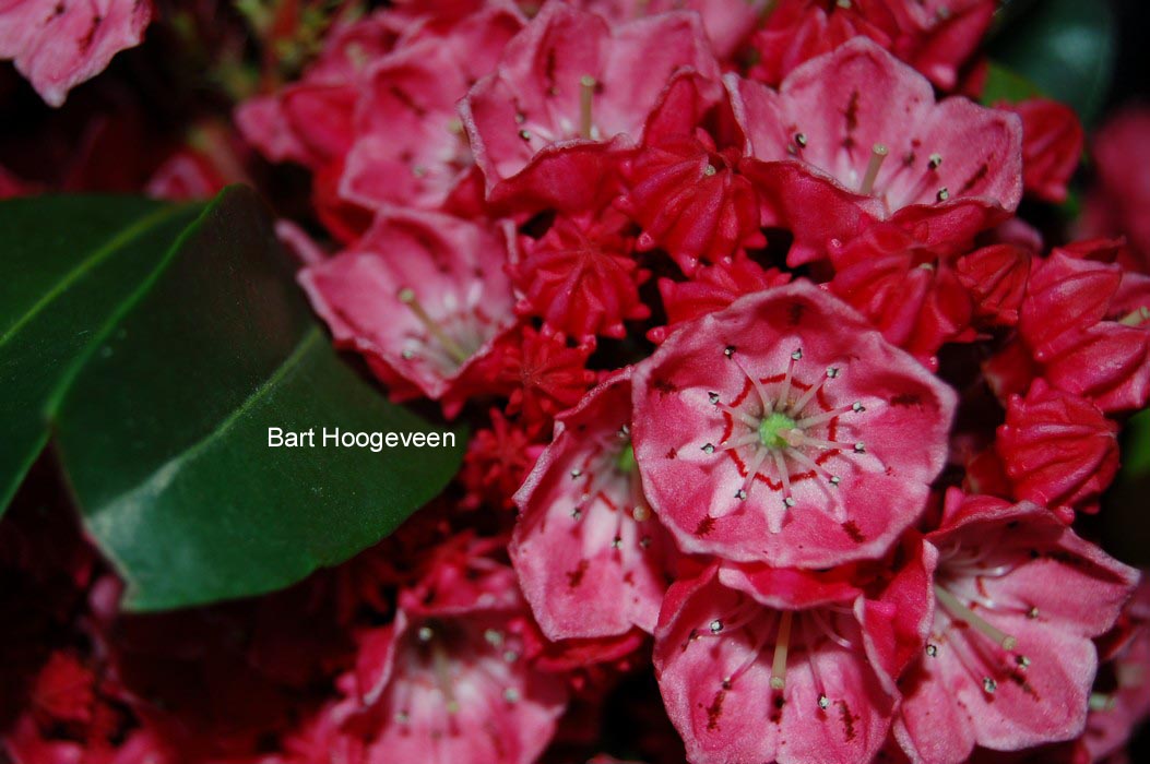 Kalmia latifolia 'Nancy'