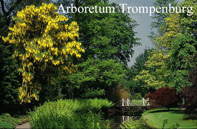 Laburnum anagyroides