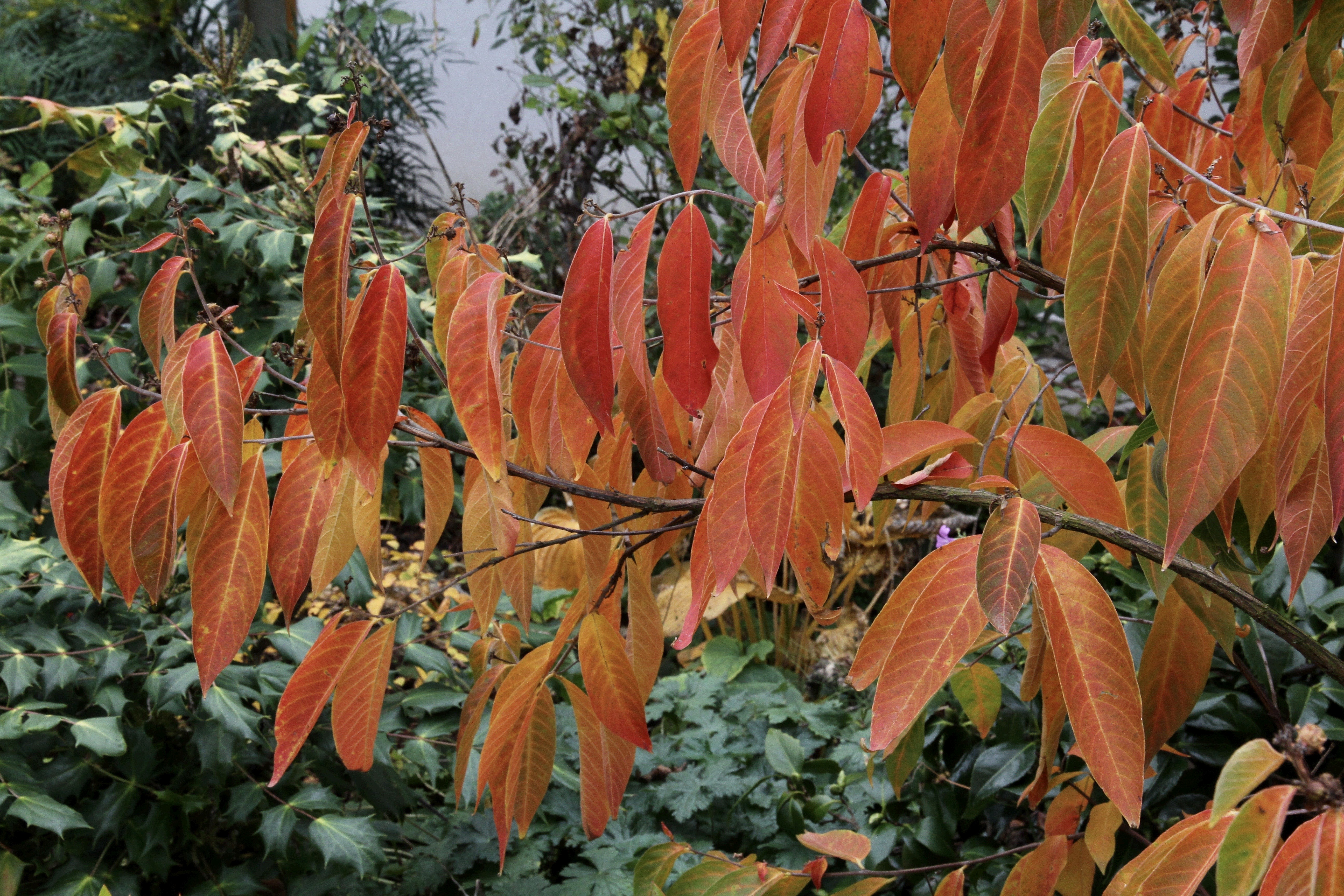 Lagerstroemia chekiangensis