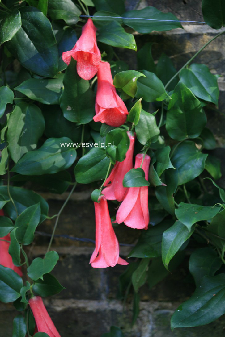 Lapageria rosea
