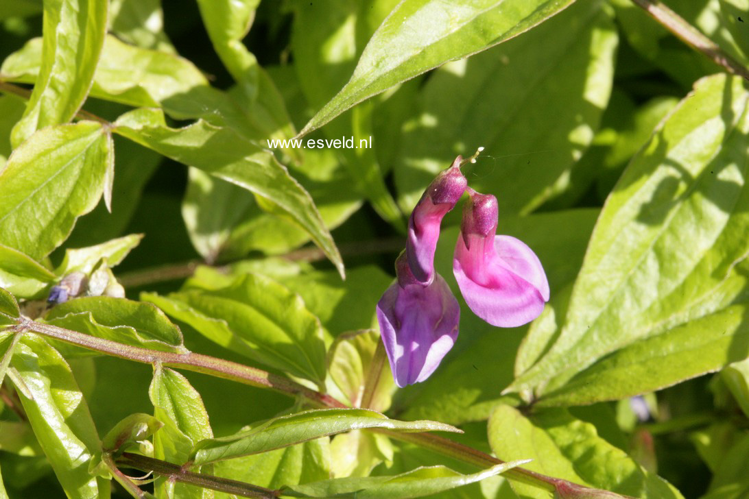 Lathyrus vernus